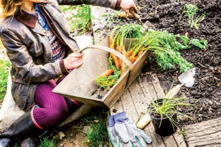 Succession Planting Image